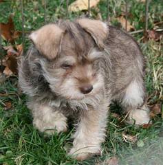 Kindred’s Classic Miniature Schnauzers - Dog Breeders