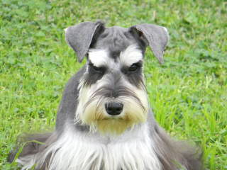 Miniature Schnauzers For Sale - Dog and Puppy Pictures