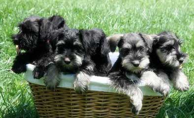 2 Beautiful Miniature Salt&Pepper Female Schnauzer - Dog Breeders