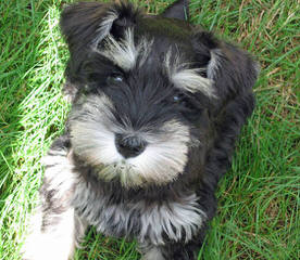 Sandcreek Pets Veterinarian Raised Miniature Schnauzer Puppies In Ok - Dog and Puppy Pictures