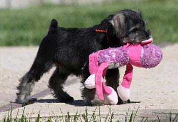 Belle Vista Miniature Schnauzers - Dog and Puppy Pictures