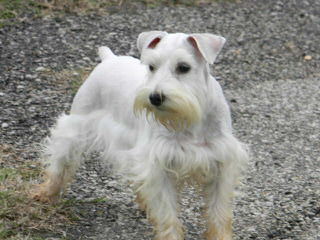 Rockyhill Schnauzers - Dog and Puppy Pictures