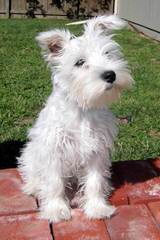 Virginia Miniature Schnauzers - Dog Breeders