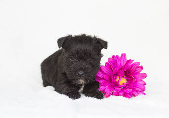 Toy Box Schnauzer - Dog and Puppy Pictures