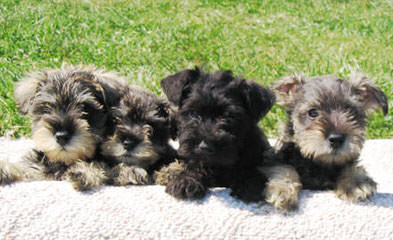 Dogwood Acres Miniature Schnauzers - Dog Breeders