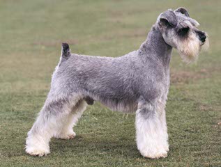 CRIADERO DE LORANO - Dog Breeders