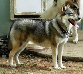 Jaace’s Animal Companions - Dog Breeders
