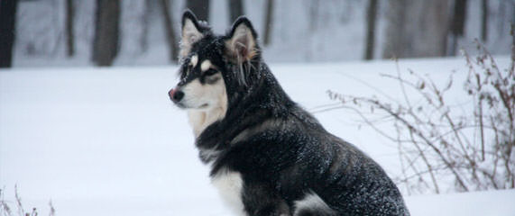 Night Eyes Farms - Dog Breeders