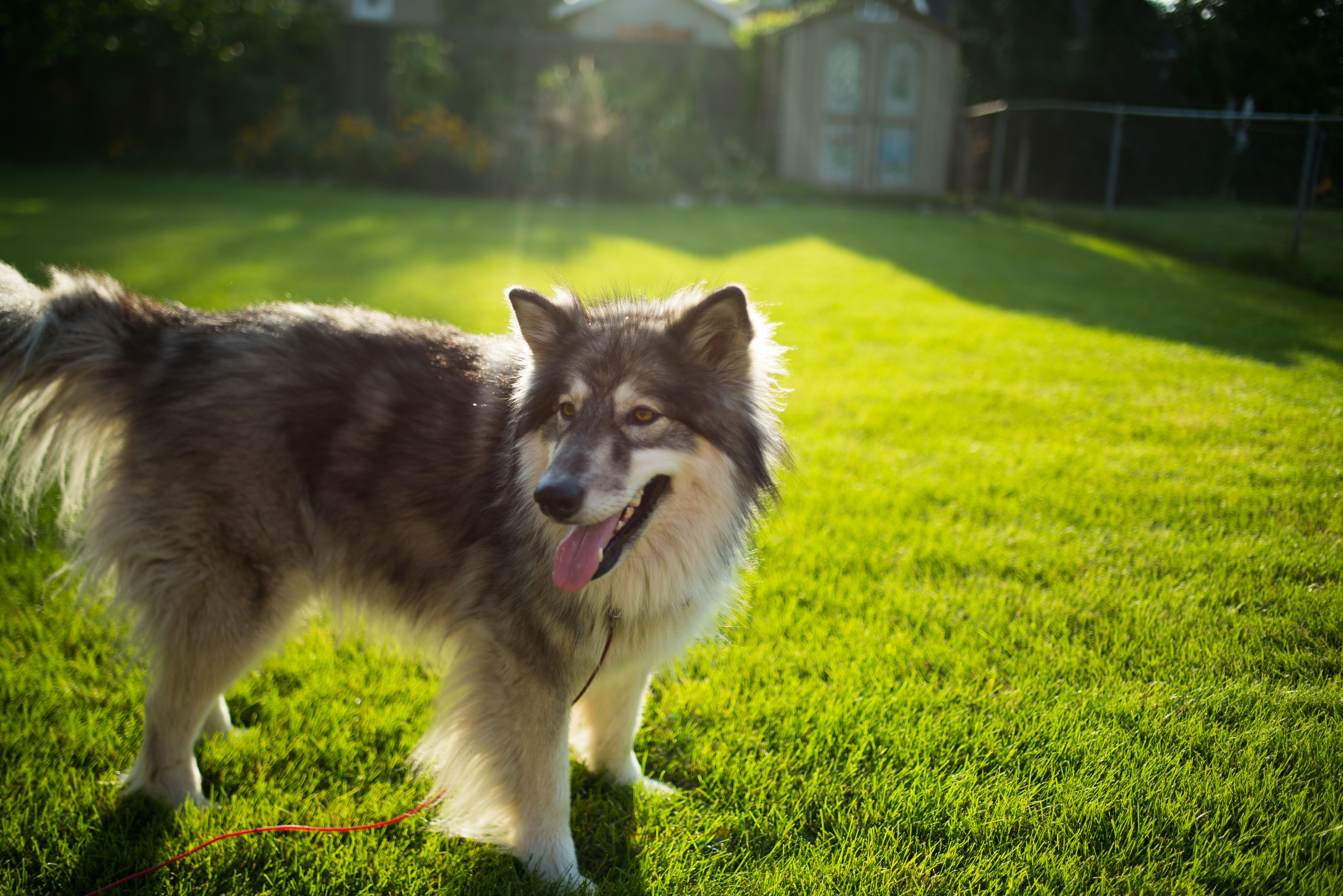 Cimarron Frontier - Dog and Puppy Pictures