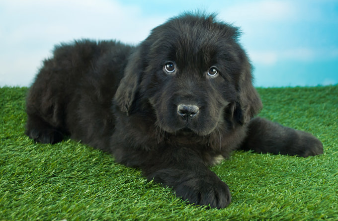 Newfoundland Dogs and Puppies
