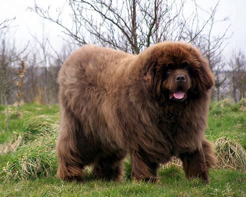 Newfoundland Dogs and Puppies
