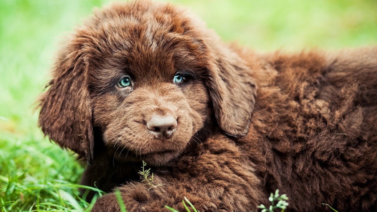 Newfoundland Dogs and Puppies