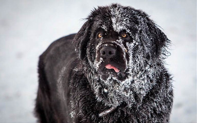 Sierra View Newfoundlands - Dog Breeders