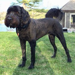 Greatbasin Newfoundlands - Dog and Puppy Pictures