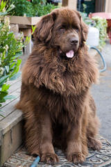 Sierra View Newfoundlands - Dog Breeders