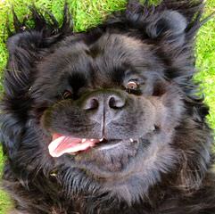 Blueberryhill Newfoundlands - Dog Breeders