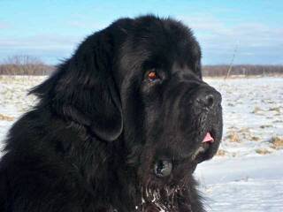 Greatbasin Newfoundlands - Dog Breeders