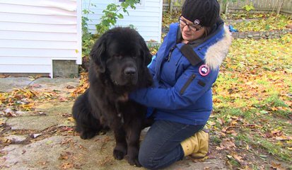 Moose Peak Newfoundlands - Dog Breeders