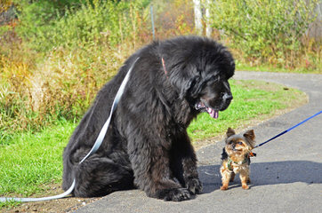 Moose Peak Newfoundlands - Dog and Puppy Pictures