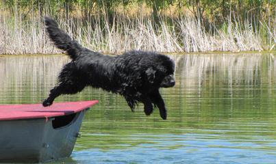 Bearbrook Newfoundlands - Dog Breeders