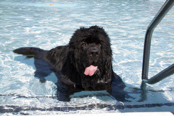 Bearbrook Newfoundlands - Dog and Puppy Pictures