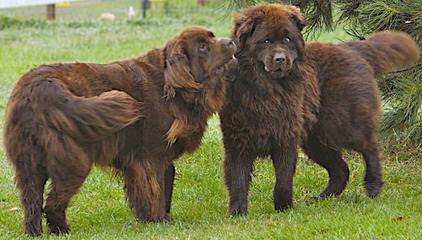 Babyboomers Newfoundland Dogs - Dog and Puppy Pictures