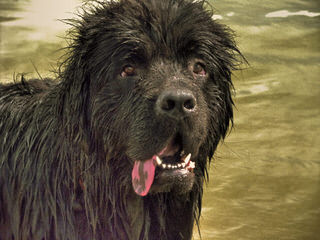 Bigfoot Newfoundlands - Dog and Puppy Pictures