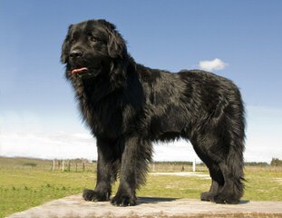 Babyboomers Newfoundland Dogs - Dog and Puppy Pictures