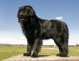 Voyager Newfoundlands - Dog Breeders