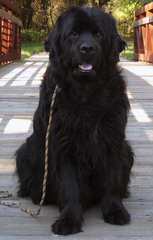 Babyboomers Newfoundland Dogs - Dog Breeders