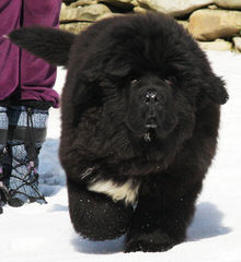 Blueberryhill Newfoundlands - Dog and Puppy Pictures