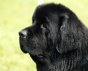 Elite Newfoundlands - Dog Breeders