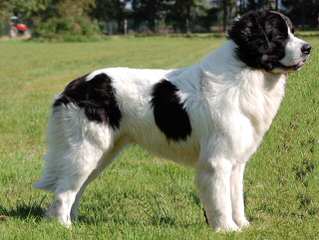 Bearbrook Newfoundlands - Dog Breeders