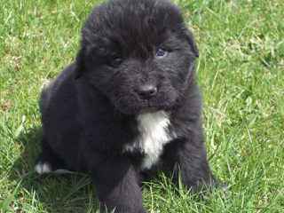 Sierra View Newfoundlands - Dog Breeders