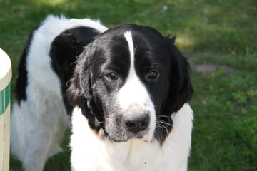 Bearbrook Newfoundlands - Dog Breeders