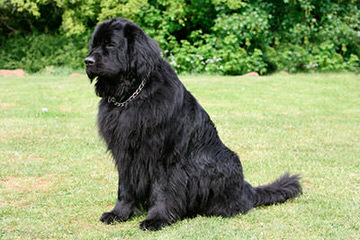 Babyboomers Newfoundland Dogs - Dog Breeders