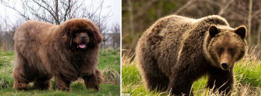 Bigfoot Newfoundlands - Dog and Puppy Pictures