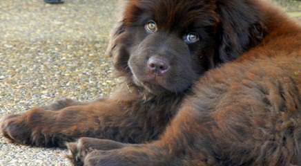 Babyboomers Newfoundland Dogs - Dog and Puppy Pictures