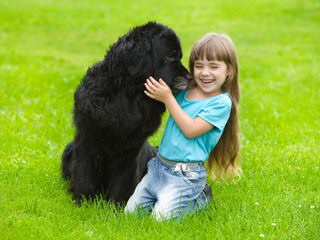 Surcouf Newfoundlands - Dog Breeders