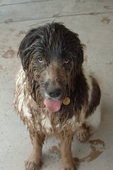 Bigfoot Newfoundlands - Dog Breeders