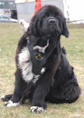 Voyager Newfoundlands - Dog Breeders