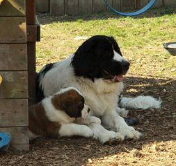 Bearbrook Newfoundlands - Dog Breeders