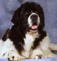 Bigfoot Newfoundlands - Dog Breeders