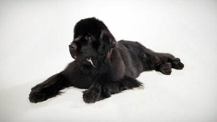 Bearbrook Newfoundlands - Dog and Puppy Pictures