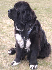 Greatbasin Newfoundlands - Dog Breeders