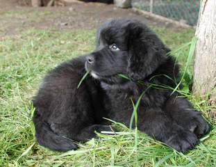 Blueberryhill Newfoundlands - Dog Breeders