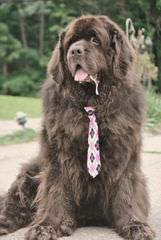 Rockmere Newfoundlands - Dog and Puppy Pictures