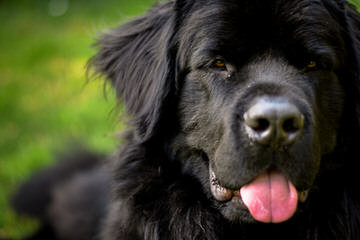 Greatbasin Newfoundlands - Dog Breeders