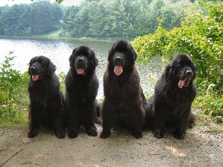 Greatbasin Newfoundlands - Dog and Puppy Pictures