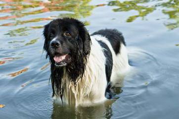 Rockmere Newfoundlands - Dog Breeders